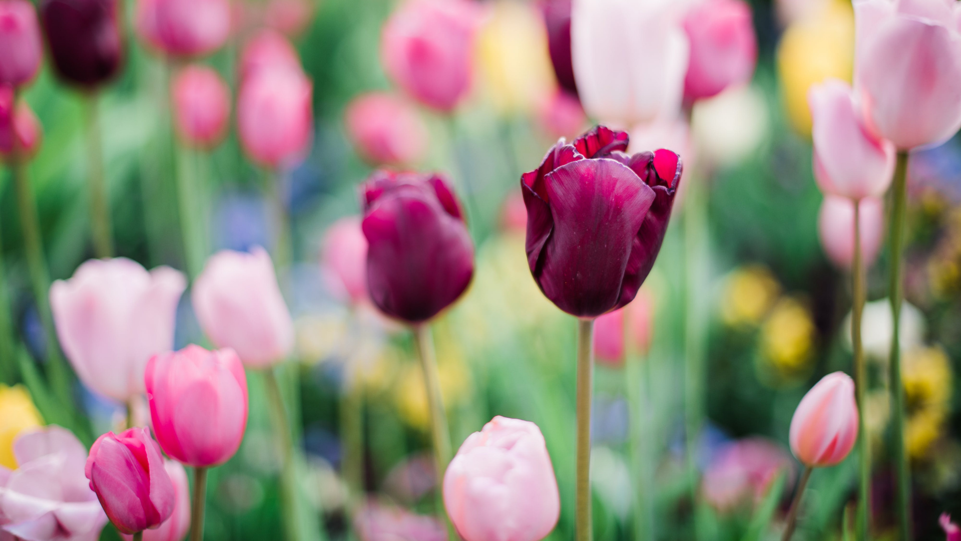 Spring Break | Bakerview Centre for Learning